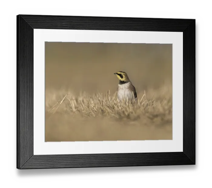 Framed Print : Horned Lark (Eremophila alpestris)