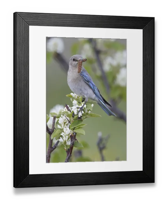 Framed Print : Mountain Bluebird (Sialia currucoides)