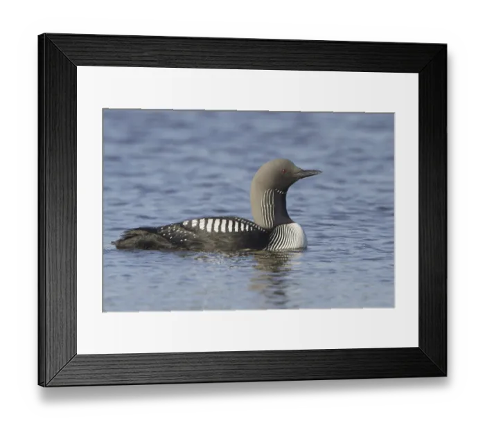 Framed Print : Pacific Loon (Gavia pacifica), Manitoba Framed Print : Pacific Loon (Gavia pacifica), Manitoba