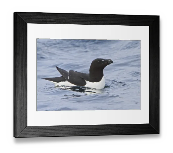 Framed Print : Razorbill (Alca torda), Newfoundland Framed Print : Razorbill (Alca torda), Newfoundland