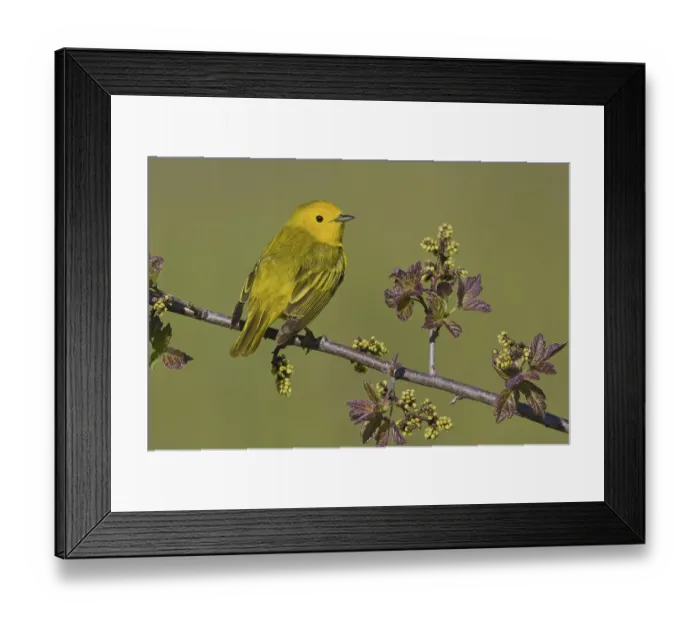 Framed Print : Mangrove Warbler (Setophaga petechia) male