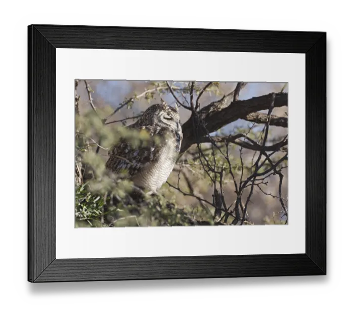 Framed Print : Spotted Eagle-owl (Bubo africanus)