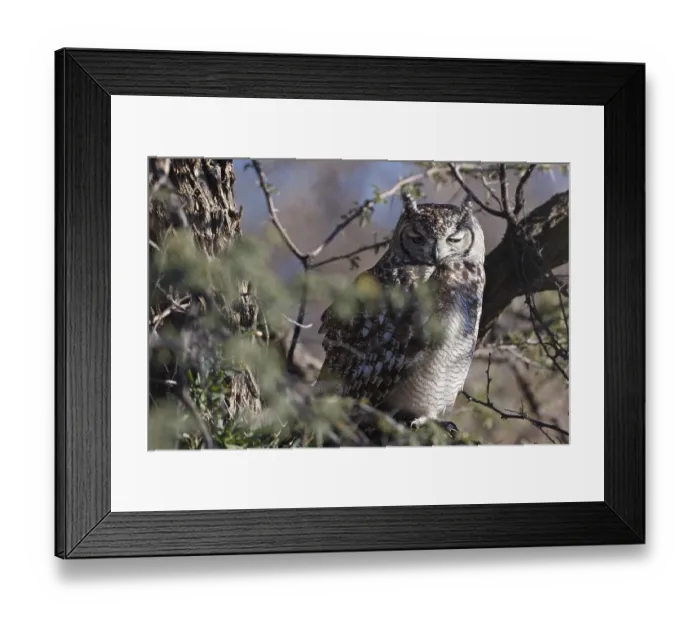Framed Print : Spotted Eagle-owl (Bubo africanus) Framed Print : Spotted Eagle-owl (Bubo africanus)