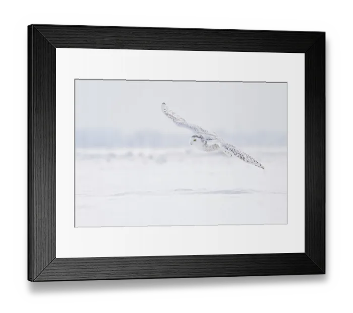 Framed Print : Snowy Owl (Bubo scandiacus) flying
