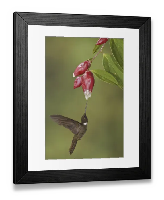 Framed Print : Brown Inca (Coeligena wilsoni) Framed Print : Brown Inca (Coeligena wilsoni)