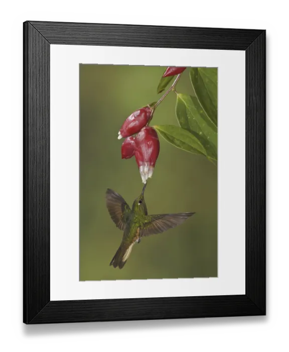 Framed Print : Buff-tailed Coronet (Boissonneaua flavescens)