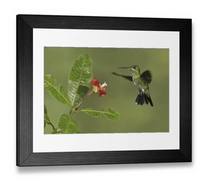 Framed Print : Green-crowned Brilliant (Heliodoxa jacula)