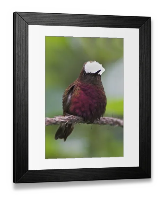 Framed Print : Snowcap (Microchera albocoronata)