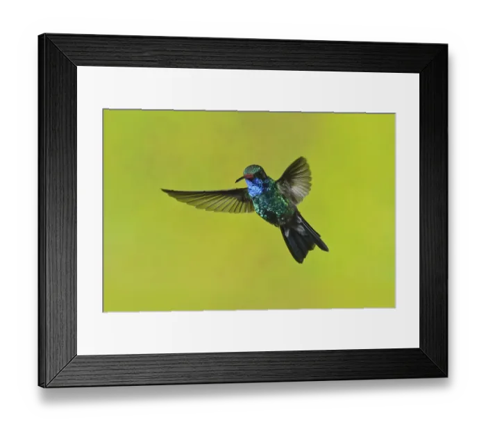 Framed Print : Broad-billed Hummingbird (Cynanthus latirostris)