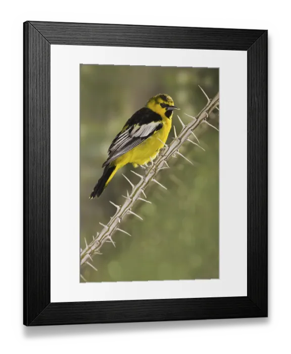 Framed Print : Bullock's Oriole (Icterus bullockii)