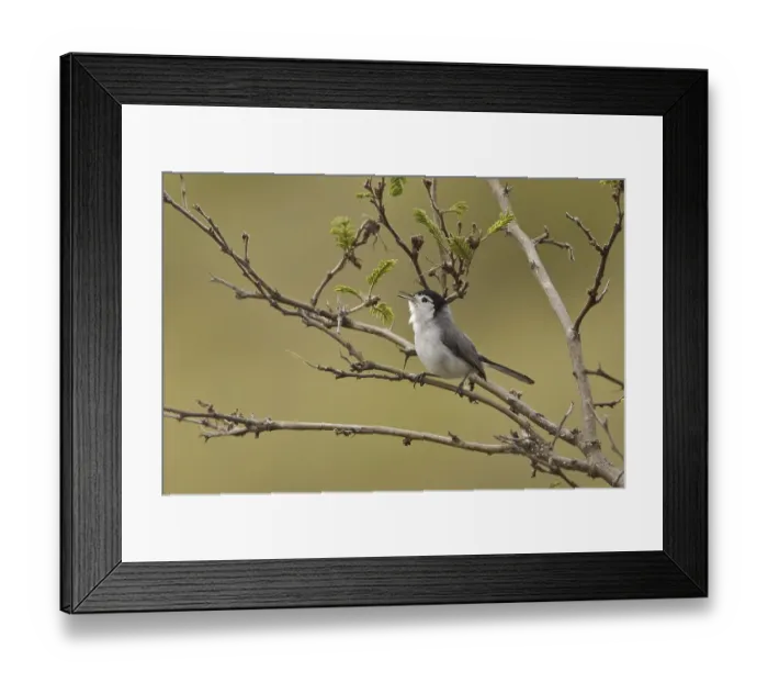 Framed Print : Tropical Gnatcatcher (Polioptila plumbea)