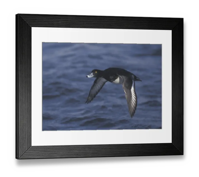 Framed Print : Tufted Duck (Aythya fuligula) male flying