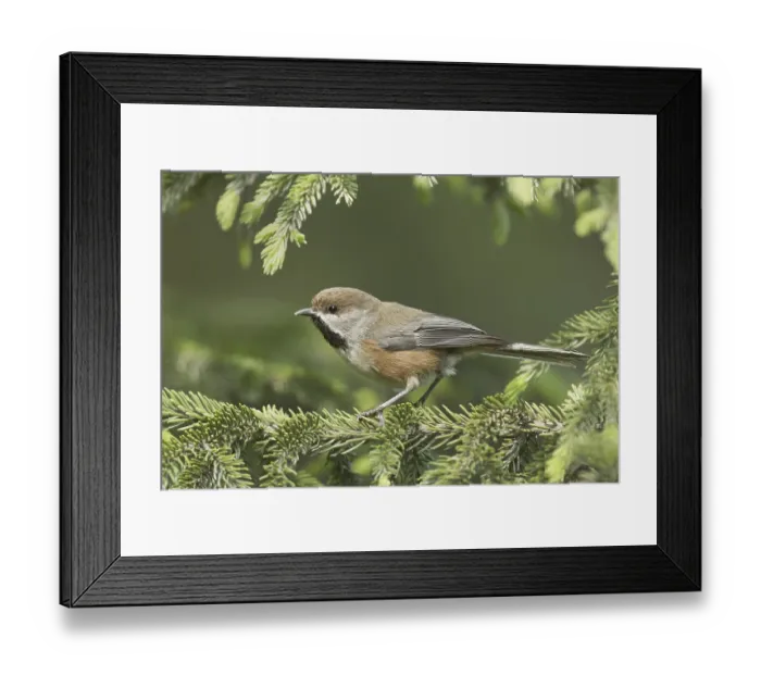 Framed Print : Boreal Chickadee (Poecile hudsonicus) Framed Print : Boreal Chickadee (Poecile hudsonicus)