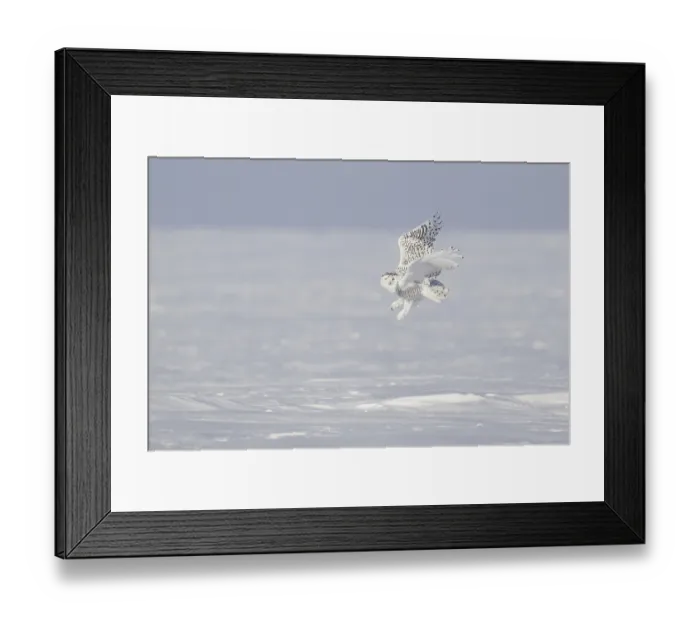 Framed Print : Snowy Owl (Bubo scandiacus) flying