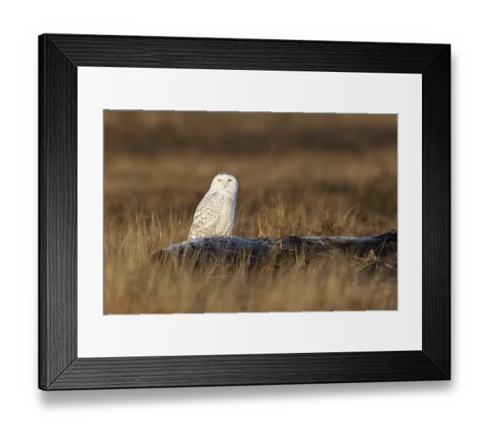 Framed Print : Snowy Owl (Bubo scandiacus) female