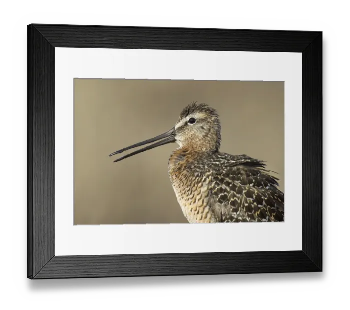 Framed Print : Long-billed Dowitcher (Limnodromus scolopaceus)