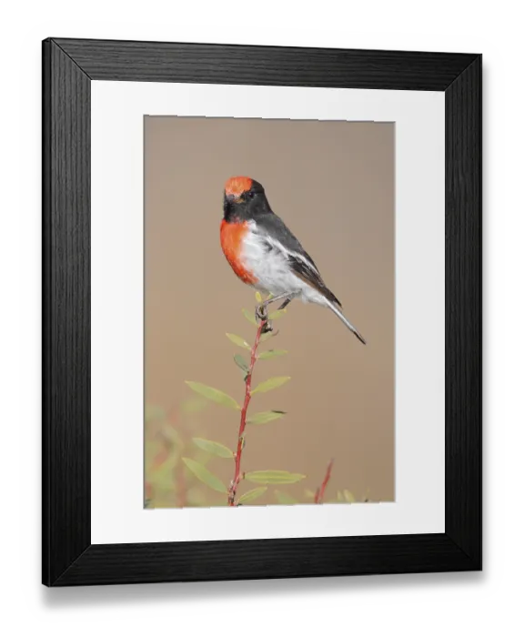 Framed Print : Red-capped Robin (Petroica goodenovii)