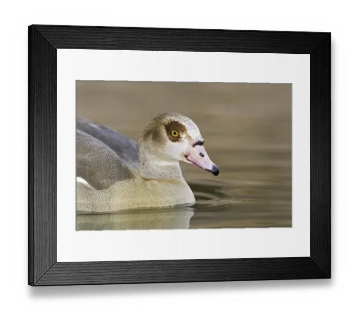 Framed Print : Egyptian Goose (Alopochen aegyptiaca) juvenile Framed Print : Egyptian Goose (Alopochen aegyptiaca) juvenile