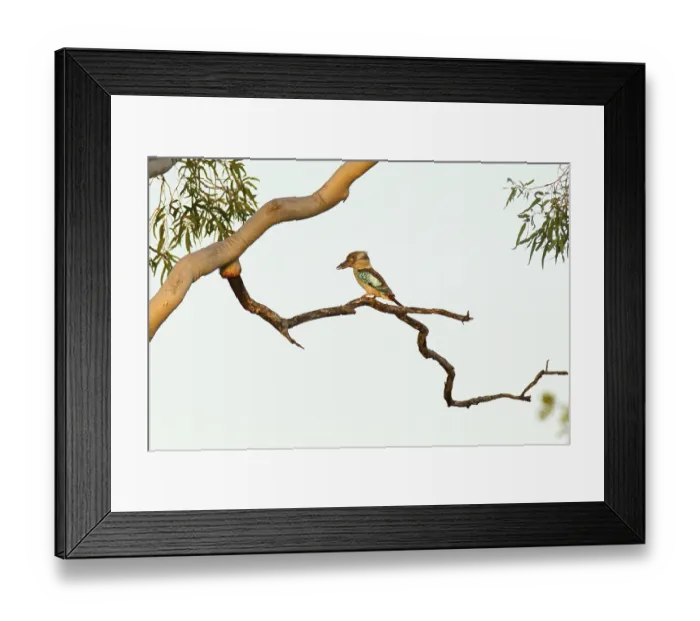 Framed Print : Blue-winged Kookaburra (Dacelo leachii) Framed Print : Blue-winged Kookaburra (Dacelo leachii)