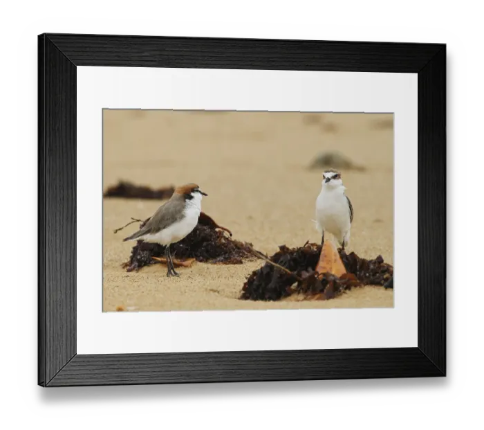 Framed Print : Red-capped Plover (Charadrius ruficapillus) Framed Print : Red-capped Plover (Charadrius ruficapillus)
