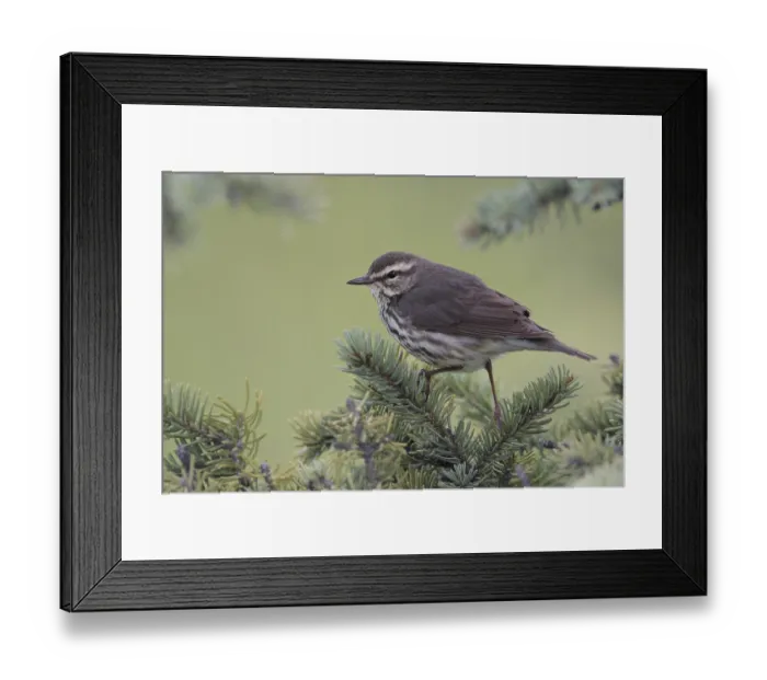 Framed Print : Northern Waterthrush (Parkesia noveboracensis) Framed Print : Northern Waterthrush (Parkesia noveboracensis)