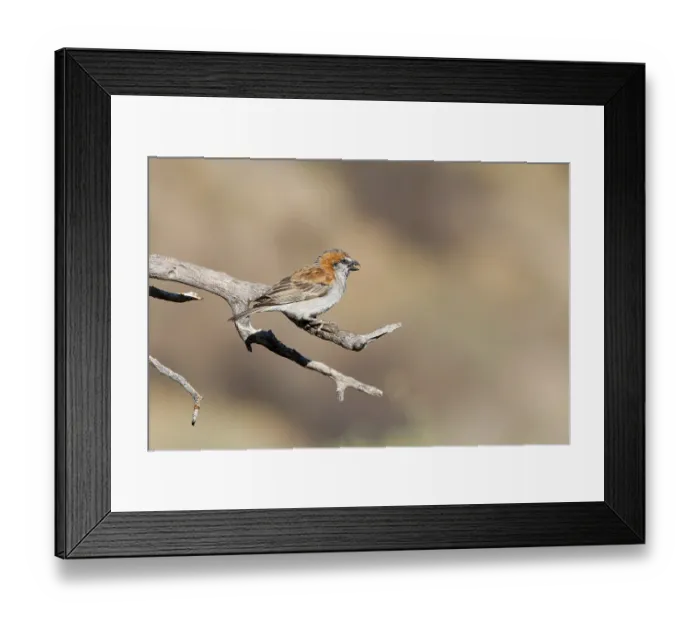 Framed Print : Great Sparrow (Passer motitensis), Namibia, Africa