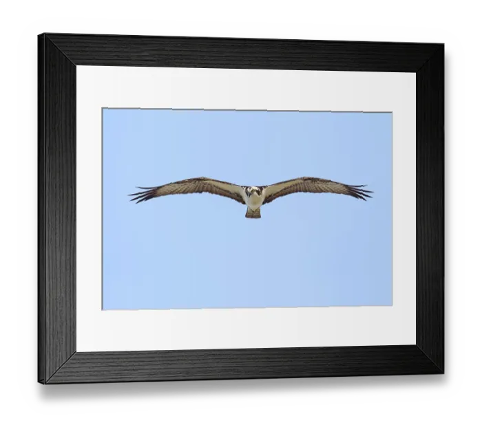 Framed Print : Western Osprey (Pandion haliaetus)