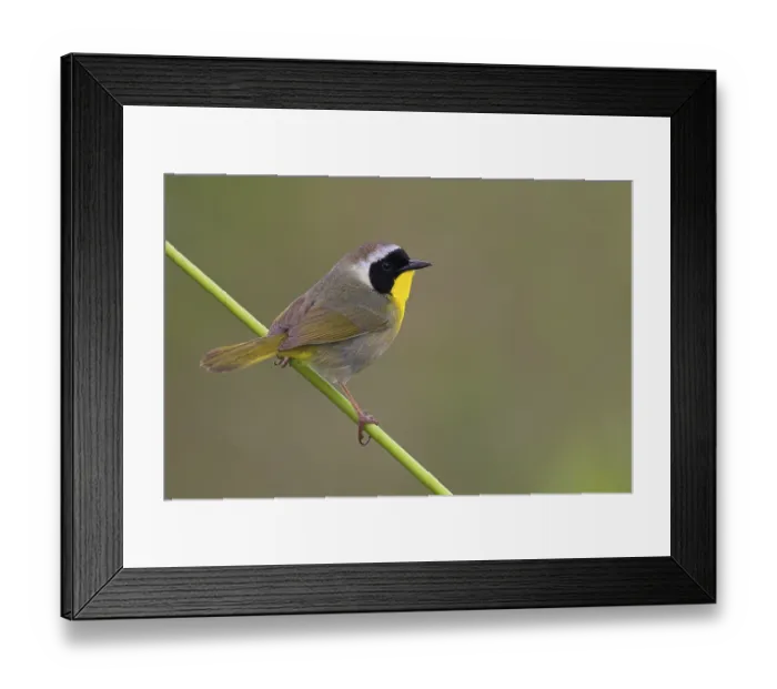 Framed Print : Common Yellowthroat (Geothlypis trichas) Framed Print : Common Yellowthroat (Geothlypis trichas)