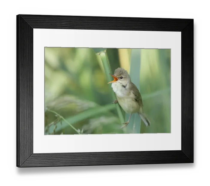 Framed Print : Marsh Warbler (Acrocephalus palustris)