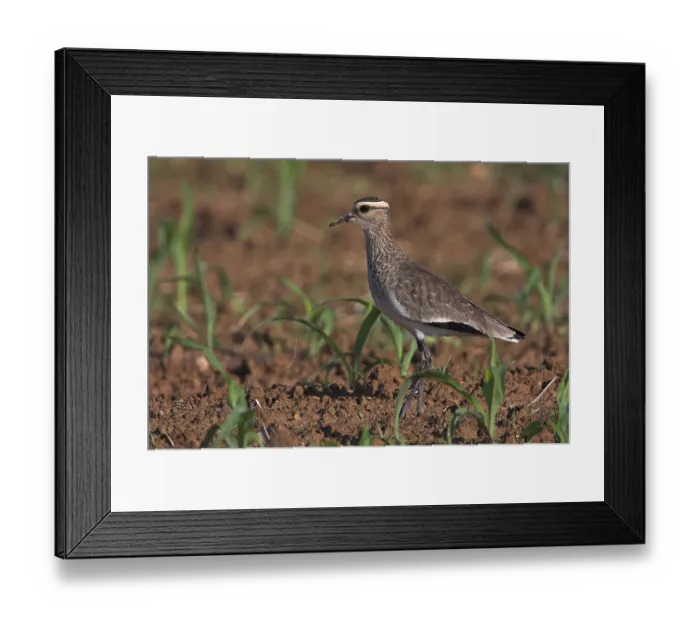 Framed Print : Sociable Lapwing (Vanellus gregarius), Oman, Asia