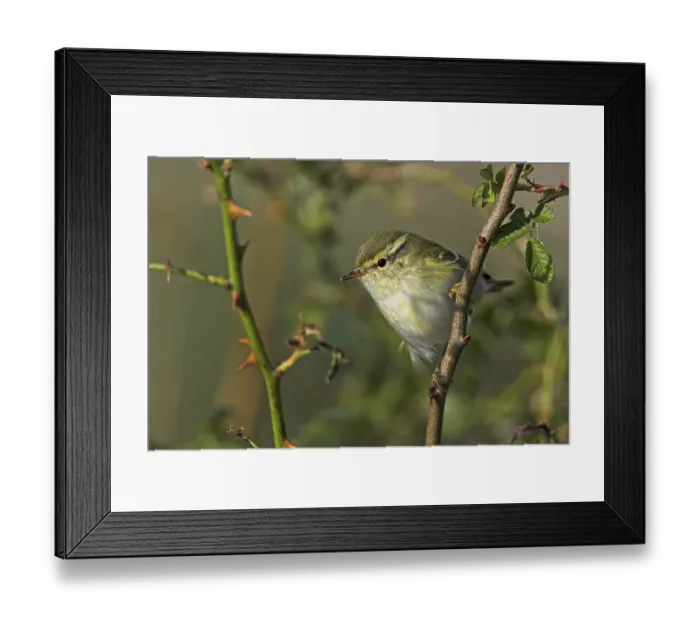 Framed Print : Yellow-browed Warbler (Phylloscopus inornatus) Framed Print : Yellow-browed Warbler (Phylloscopus inornatus)