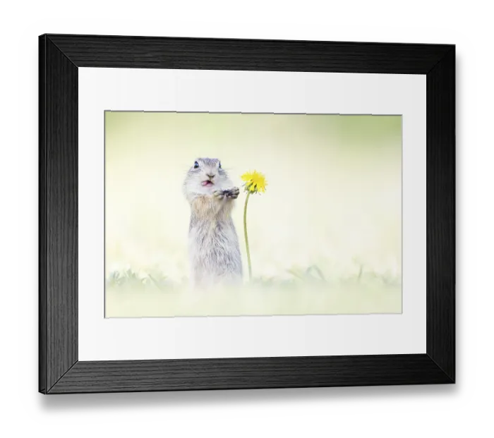 Framed Print : European Ground Squirrel (Spermophilus citellus) feeding on yellow Dandelion (Taraxacum officinale)