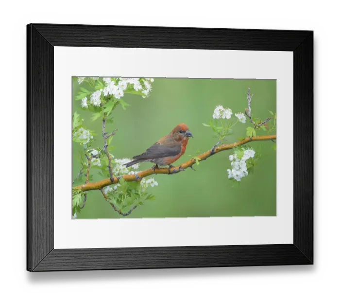 Framed Print : Red Crossbill (Loxia curvirostra) male perched on a branch Framed Print : Red Crossbill (Loxia curvirostra) male perched on a branch