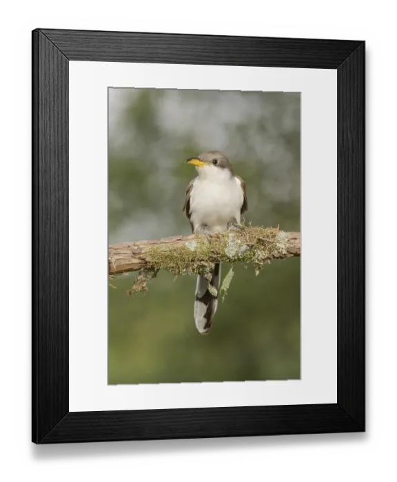 Framed Print : Yellow-billed Cuckoo (Coccyzus americanus) perched on a branch