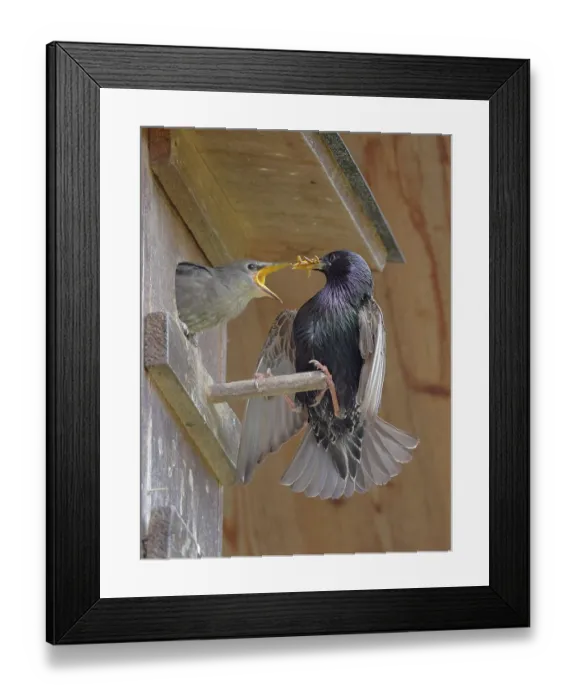 Framed Print : Star, lat.Sturnus vulgaris, Maennchen fuettert seinen Nachwuchs mit Mehlwuermern