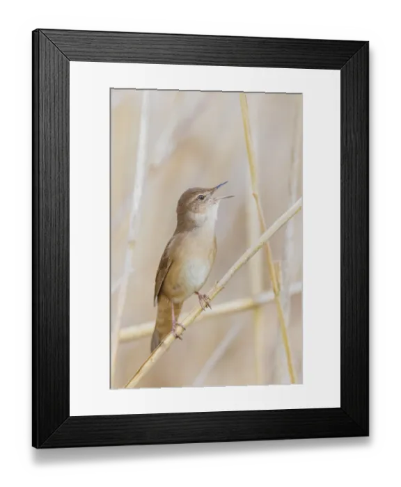 Framed Print : Rohrschwirl, Locustella luscinioides Savi's