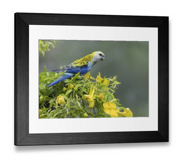 Framed Print : Pale-headed Rosella (Platycercus adscitus) perched on a branch in eastern Australia