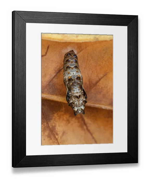 Framed Print : Die Puppe des Silberfleck Perlmuttfalter (Boloria euphrosyne)