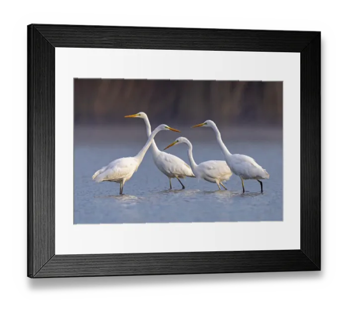 Framed Print : Great Egret (Ardea alba) group