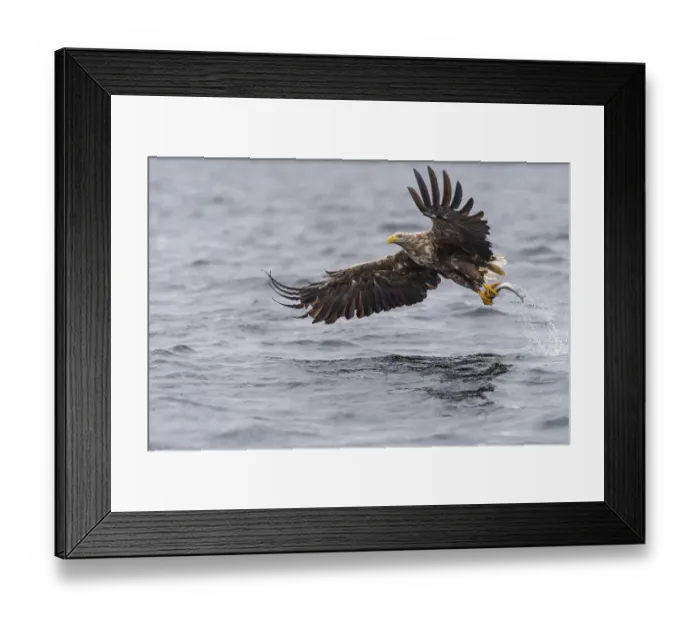 Framed Print : White-tailed Eagle (Haliaeetus albicilla) hunting
