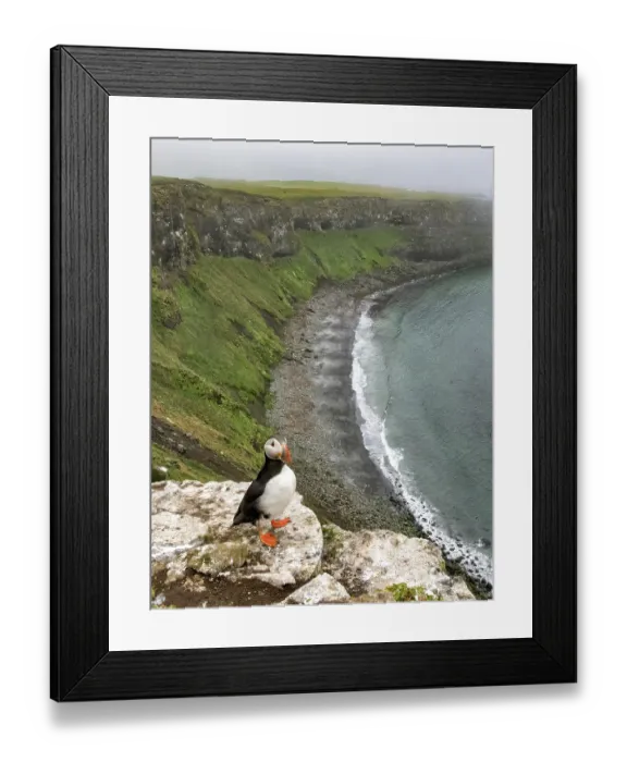 Framed Print : Atlantic Puffin (Fratercula arctica)
