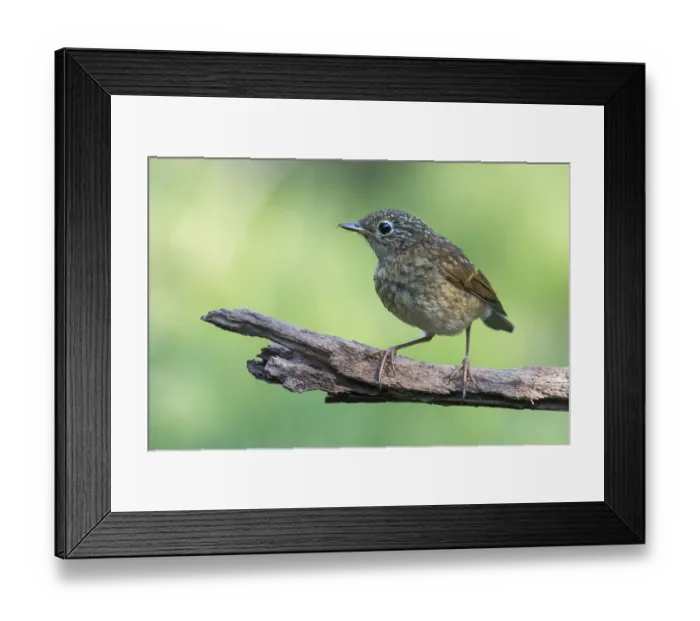 Framed Print : European Robin (Erithacus rubecula) juvenile