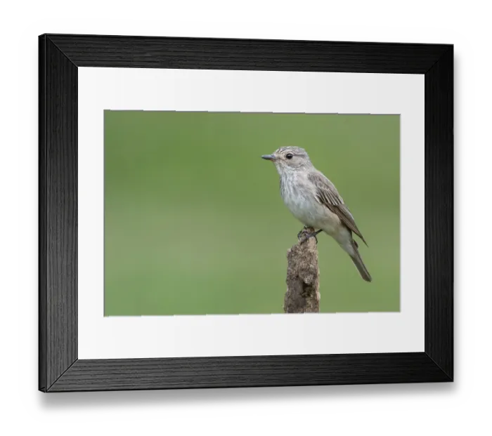 Framed Print : Markus Johannsen