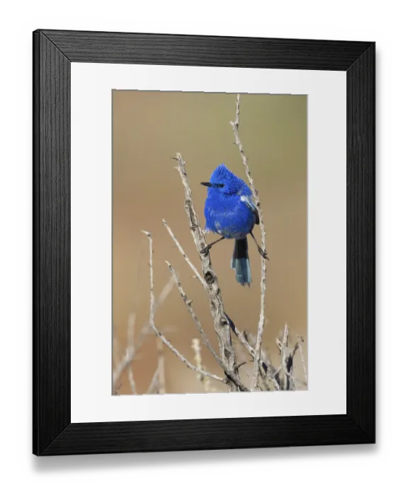 Framed Print : White-winged Fairywren (Malurus leucopterus) male