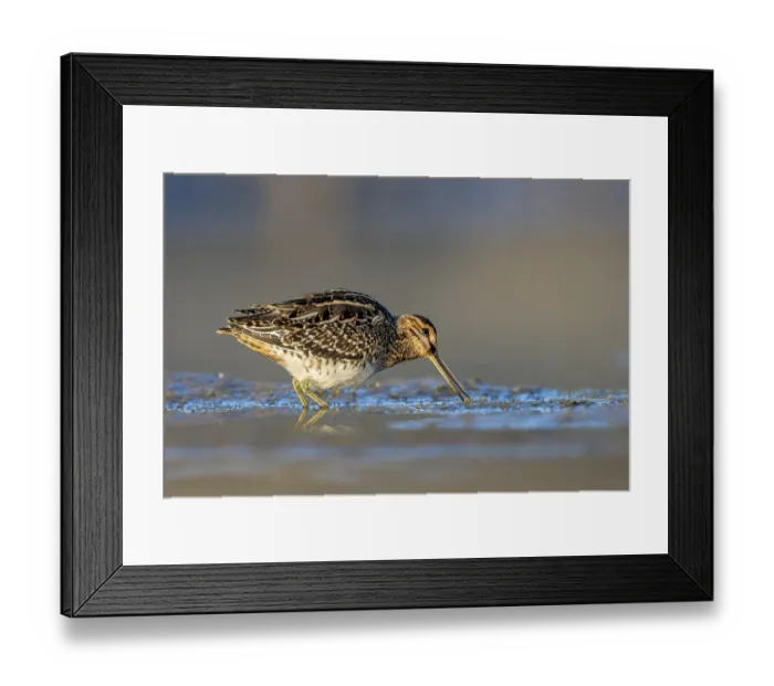 Framed Print : Common Snipe (Gallinago gallinago) foraging