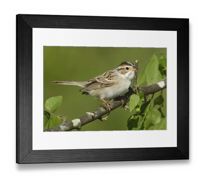 Framed Print : Clay-colored Sparrow (Spizella pallida)