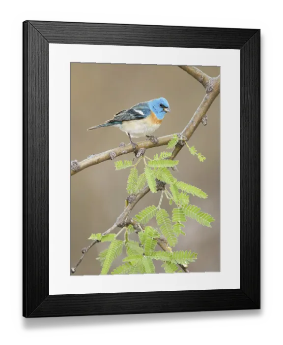 Framed Print : Lazuli Bunting (Passerina amoena) male perched on a branch