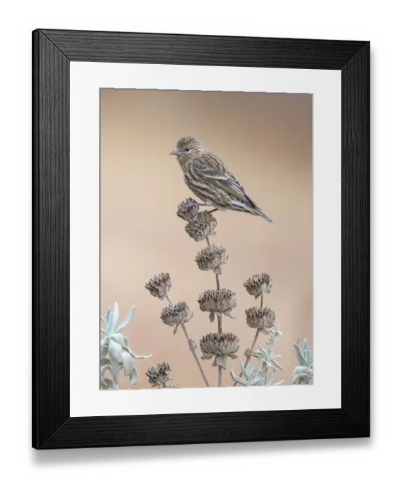 Framed Print : Pine Siskin (Spinus pinus), California Framed Print : Pine Siskin (Spinus pinus), California