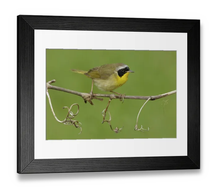 Framed Print : Common Yellowthroat (Geothlypis trichas)