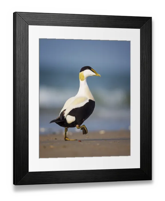 Framed Print : Common Eider (Somateria mollissima) male